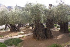 Israel Garden of Gethsemane s