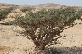 Oman_Frankincense Tree_s