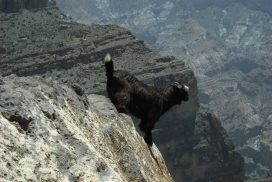 Oman_Jabal Shams_s