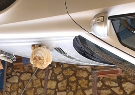 車の上のネコ
